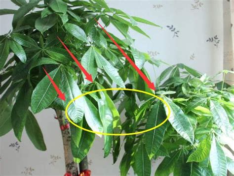 陽台植物招財|陽台放什麼植物招財？吉祥植物報你知 